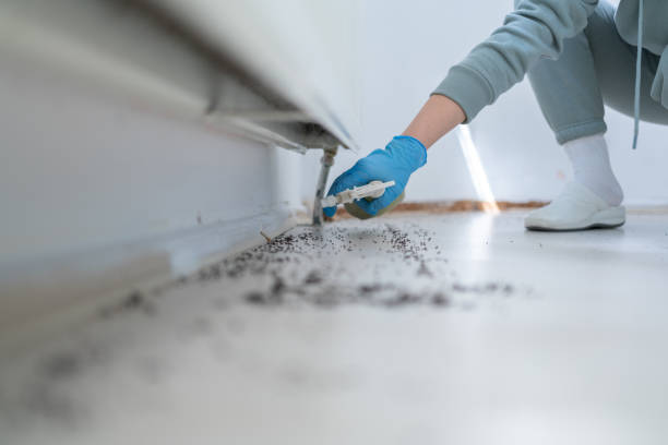 Best Ant Control Services  in Morrilton, AR